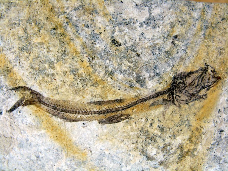 Fossil