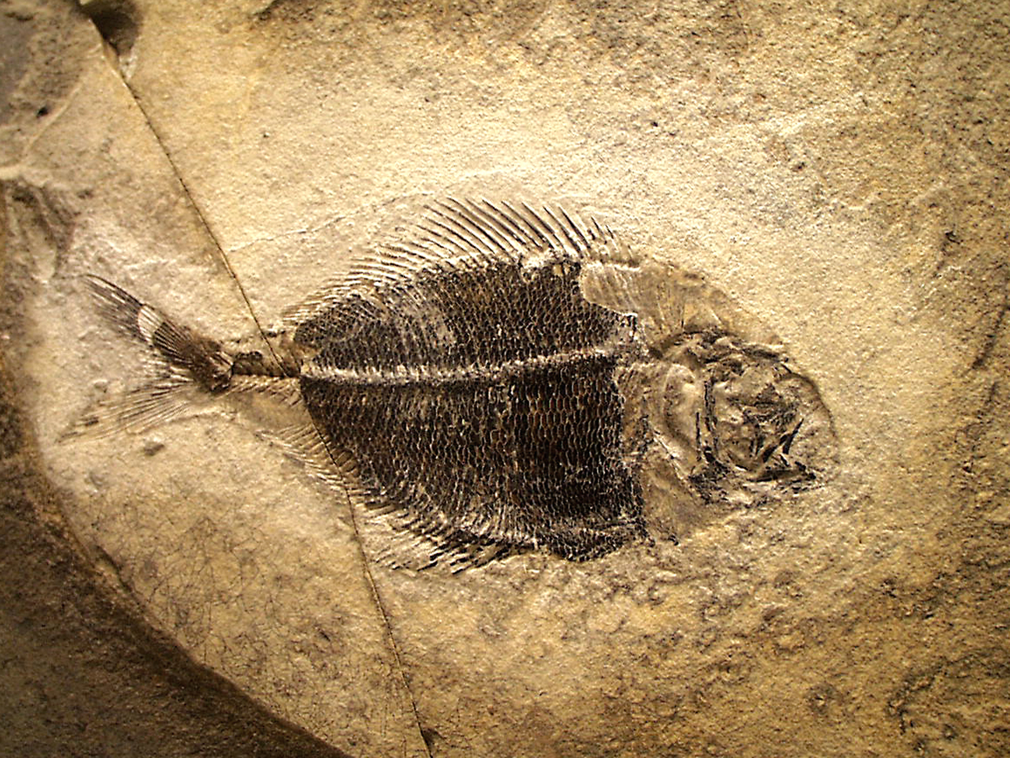 Fossil